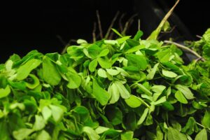 8 ziołowych sposobów na pozbycie się spoconych dłoni