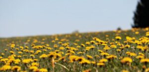 Napar z mniszka lekarskiego do czego stosować?