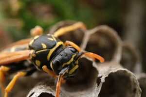 10 najczęstszych objawów użądleń pszczół